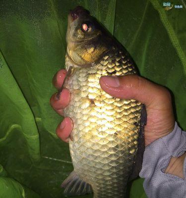 冬天夜钓水库鲫鱼技巧有哪些？如何提高钓获率？  第3张