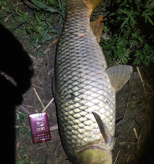 冬天夜钓如何选择最佳位置？有哪些技巧可以提高钓鱼成功率？  第1张