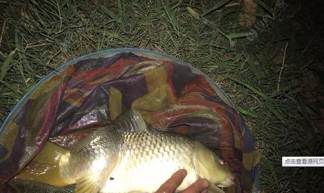 冬天夜钓如何选择最佳位置？有哪些技巧可以提高钓鱼成功率？  第2张