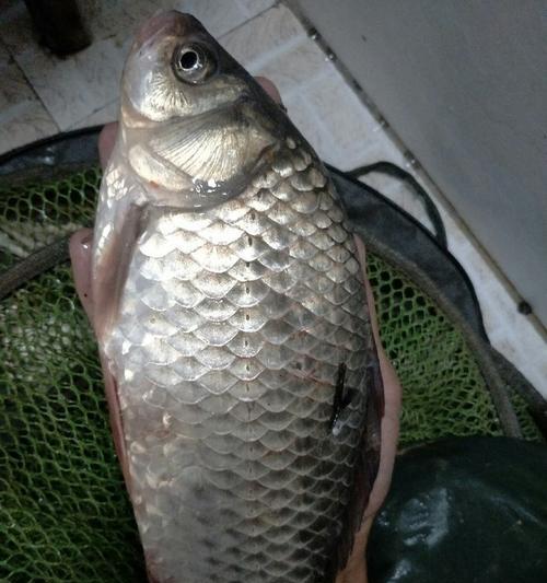 冬天夜钓野河鲫鱼技巧有哪些？如何提高钓鲫鱼的成功率？  第3张