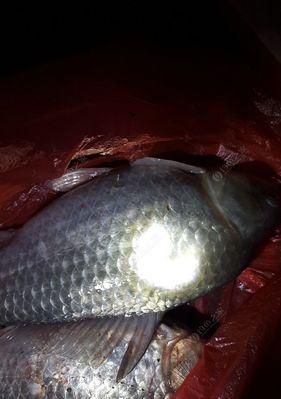 冬天夜钓野河鲫鱼技巧有哪些？如何提高钓鲫鱼的成功率？  第1张