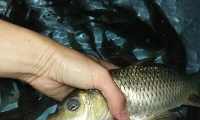 冬天夜间钓鲤鱼技巧有哪些？如何提高夜间钓鲤鱼的成功率？  第3张