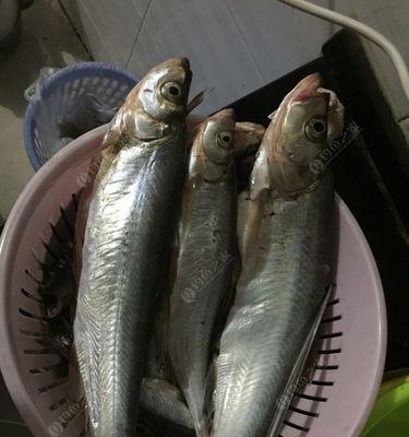 冬天夜里钓翘嘴技巧有哪些？如何提高钓翘嘴的成功率？  第2张