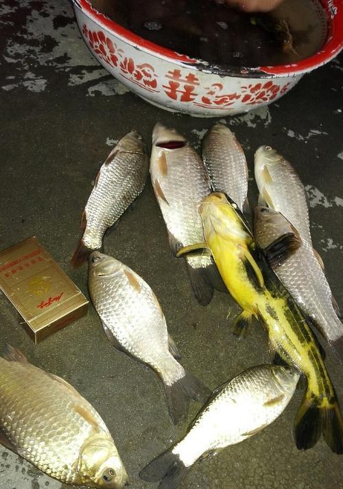 冬天夜里野钓鲫鱼技巧有哪些？如何提高钓鲫鱼的成功率？  第3张