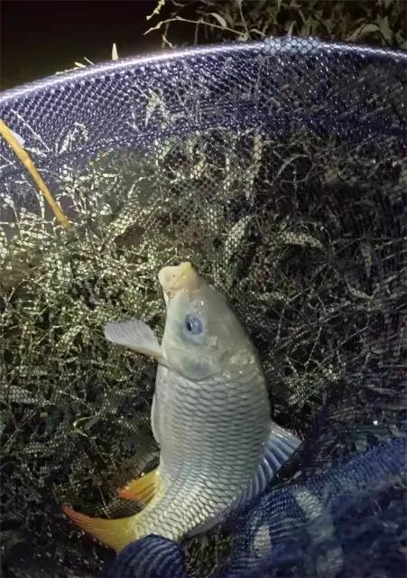 冬天夜里野钓鲫鱼技巧有哪些？如何提高钓鲫鱼的成功率？  第1张