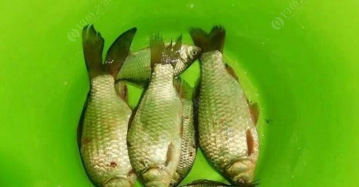 冬天夜晚池塘钓鲫鱼有哪些技巧？如何提高钓鲫鱼的成功率？  第3张
