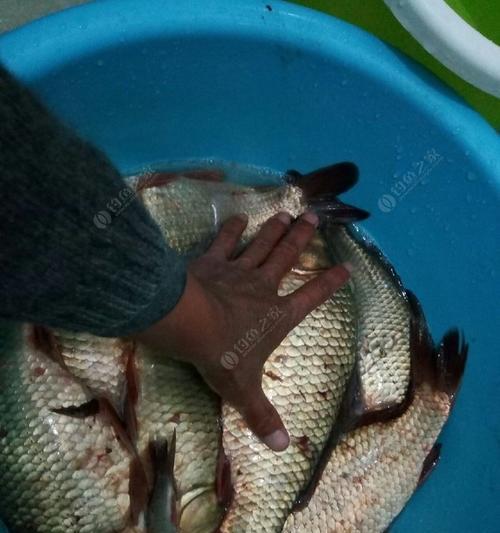 冬天夜晚钓草鱼技巧有哪些？如何提高钓草鱼的成功率？  第2张