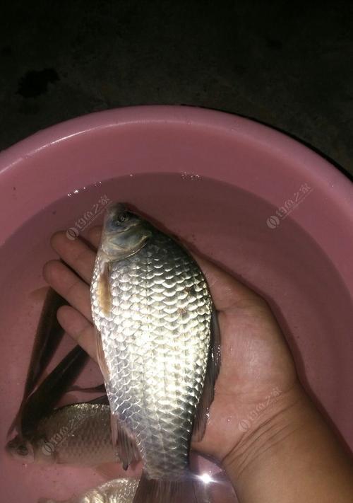 冬天夜晚水库钓草鱼技巧有哪些？如何提高钓草鱼的成功率？  第2张