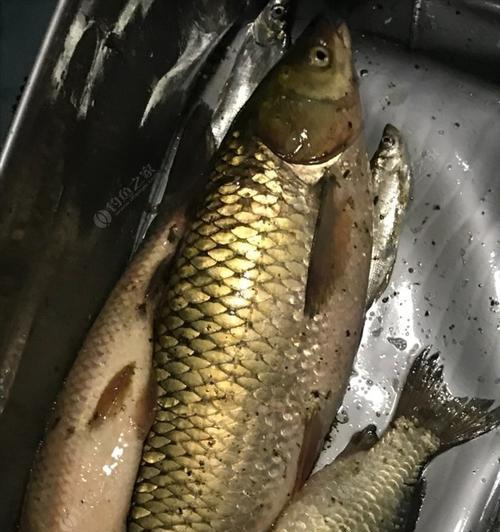 冬天筏竿夜钓鲫鱼有哪些技巧？如何提高钓鲫鱼的成功率？  第1张
