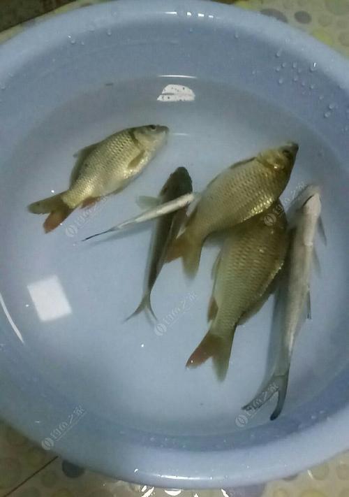 冬天如何用抛竿钓鲫鱼？有哪些技巧和经验可以分享？  第1张
