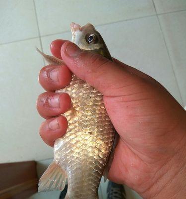 冬天如何用蚯蚓野钓鲫鱼？有哪些技巧？  第1张