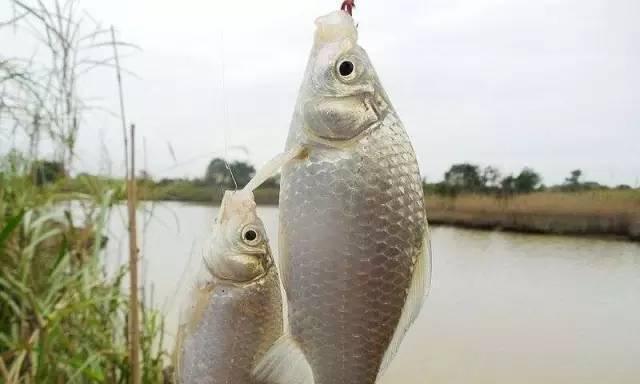 冬天钓鱼如何选择鱼饵？搭配技巧有哪些？  第3张