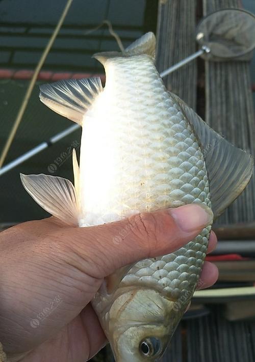 冬天钓鱼用什么鱼饵好？如何提高冬季钓鱼技巧？  第2张