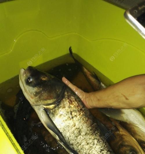 冬天钓鱼鱼密度小怎么办？掌握这些技巧轻松应对！  第1张