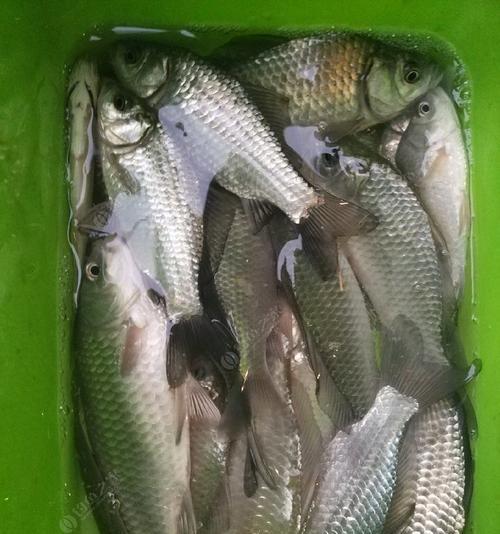 冬天雨后野钓鲫鱼技巧有哪些？如何提高钓鲫鱼的成功率？  第1张