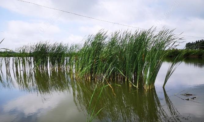 冬天雨后鱼塘钓鱼技巧是什么？如何提高钓鱼成功率？  第1张