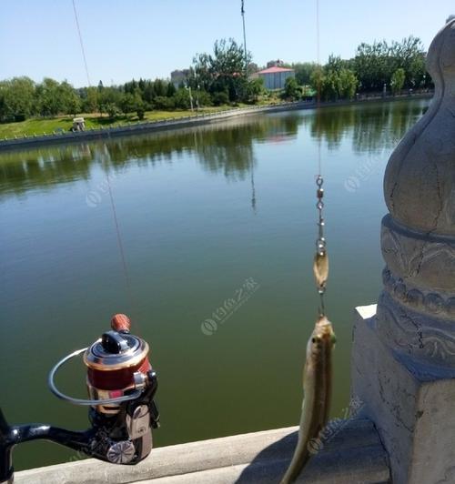 冬天运河钓鱼方法和技巧是什么？如何提高冬季钓鱼成功率？  第1张