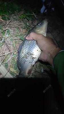 冬天水库夜钓大板鲫技巧有哪些？如何提高钓鲫鱼的成功率？  第3张