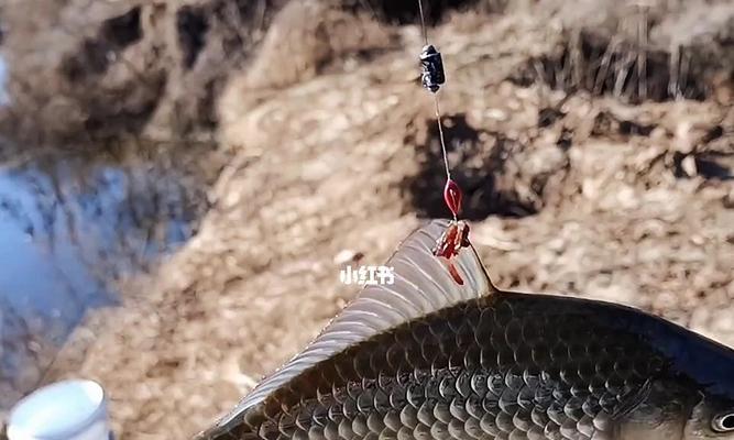 冬天粘饵钓鱼技巧有哪些？如何提高冬季钓鱼成功率？  第3张