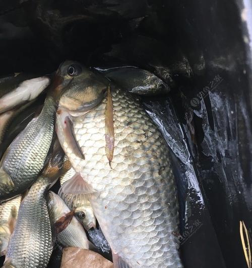 冬夜钓野河鲫鱼技巧有哪些？如何提高冬夜钓鲫鱼的成功率？  第2张