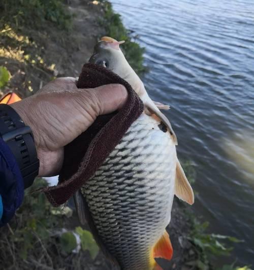 冬至节后夜钓鲤鱼技巧有哪些？如何提高钓到鲤鱼的几率？  第3张