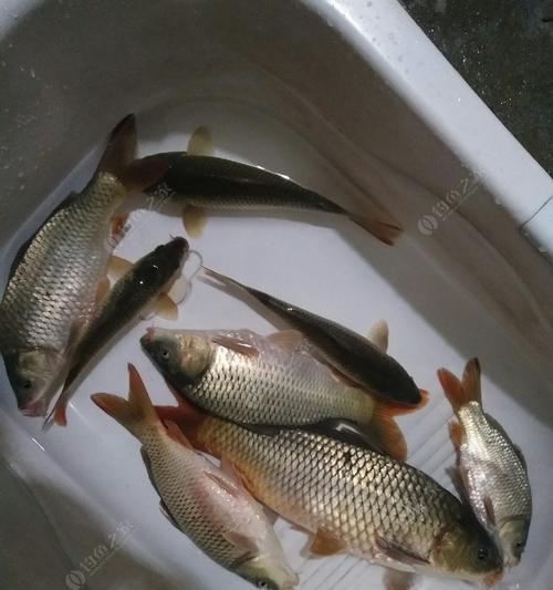 冬至节后夜钓鲤鱼技巧有哪些？如何提高钓到鲤鱼的几率？  第2张
