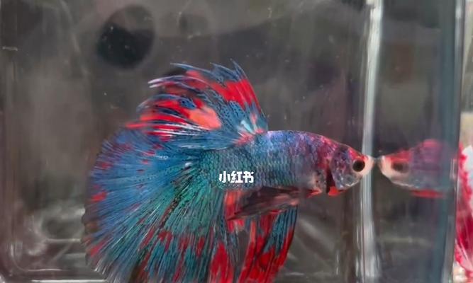 斗鱼渔场换水技巧是什么？如何通过换水提高钓鱼效果？  第2张