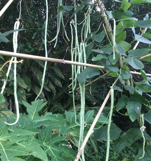 豆角挂钩钓鱼技巧是什么？如何提高钓鱼成功率？  第2张