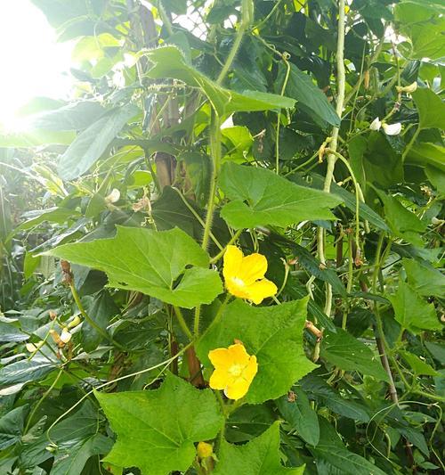 豆角挂钩钓鱼技巧和方法有哪些？如何提高钓鱼成功率？  第1张