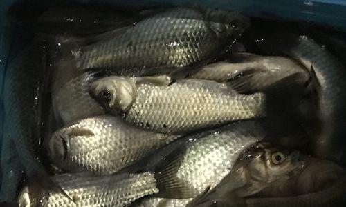 独孤钓夫野钓鲤鱼技巧有哪些？如何提高野钓鲤鱼的成功率？  第1张