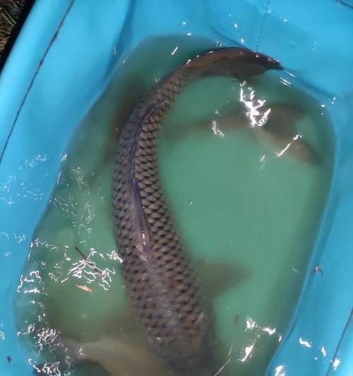 独孤钓夫野钓鲤鱼技巧有哪些？如何提高野钓鲤鱼的成功率？  第3张