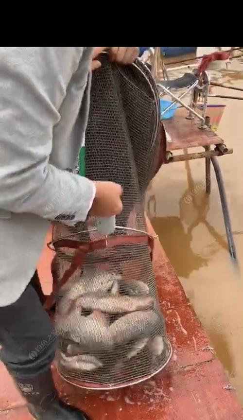赌钓塘钓鱼杀塘技巧有哪些？如何有效提高钓鱼成功率？  第2张