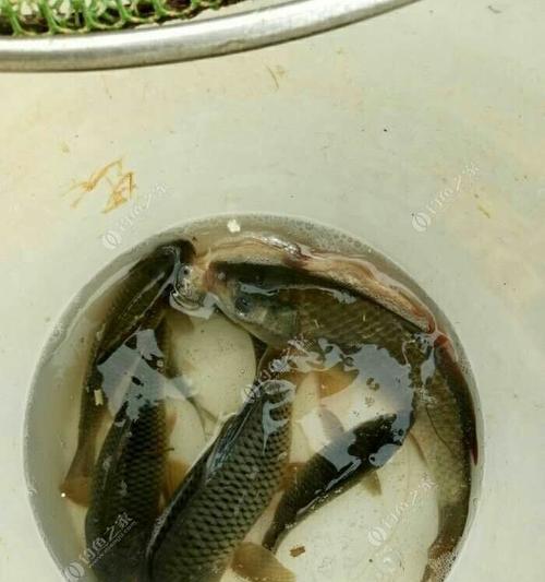 赌塘钓鱼的技巧是什么？如何提高钓鱼成功率？  第2张
