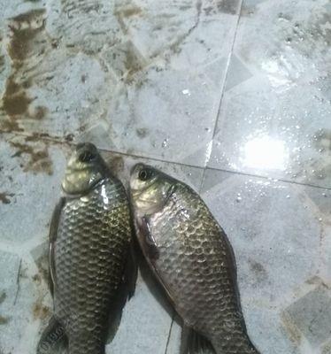 端午节夜钓技巧有哪些？夜钓方法如何掌握？  第1张