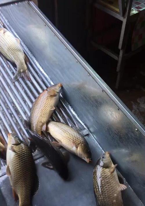端午节夜钓技巧有哪些？夜钓方法如何掌握？  第3张
