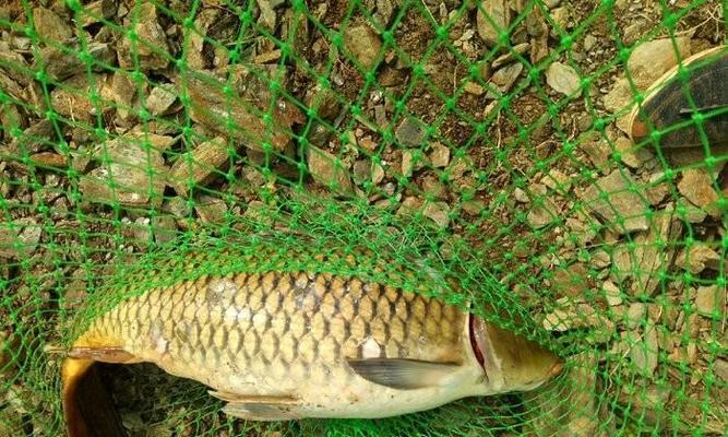 端午节前野钓鲤鱼技巧和方法？如何提高钓鲤鱼的成功率？  第2张