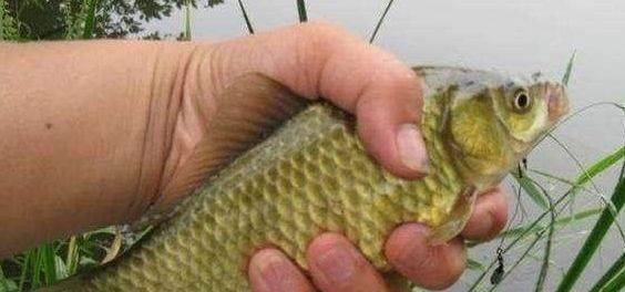 端午节前钓鱼技巧有哪些？如何快速掌握钓鱼技巧？  第1张