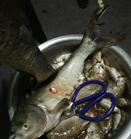 端午水库野钓鲫鱼技巧有哪些？如何提高钓鲫鱼的成功率？  第1张