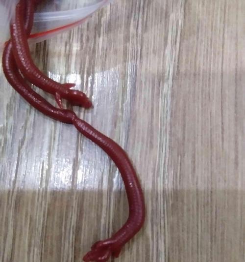 短竿蚯蚓钓鱼技巧有哪些？如何提高钓鱼成功率？  第1张