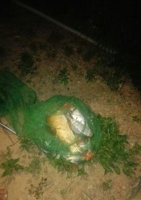 短竿细线夜钓技巧有哪些？如何提高夜钓成功率？  第1张