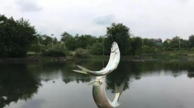 短竿小水渠钓鱼技巧是什么？如何提高钓鱼成功率？  第1张