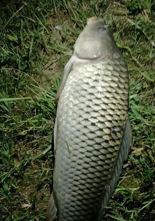 短竿小水渠钓鱼技巧是什么？如何提高钓鱼成功率？  第2张