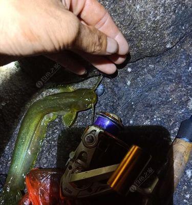 海竿串钩野钓鲶鱼方法和技巧是什么？如何提高钓鲶鱼的成功率？  第1张