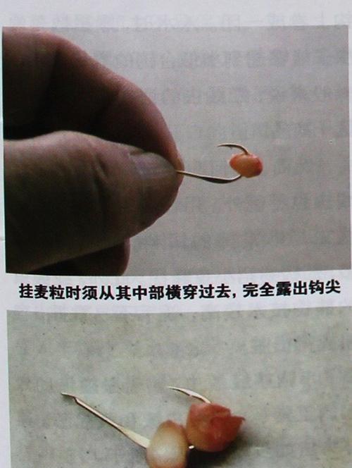 海竿串钩夜钓草鱼技巧和方法？如何提高夜钓成功率？  第2张
