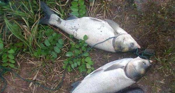 海竿钓鲢鳙钓浮技巧是什么？如何提高钓浮效率？  第1张