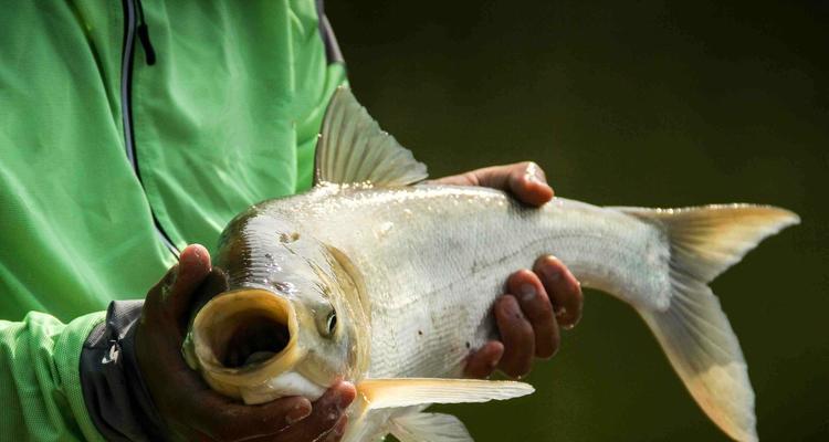 海竿钓鲢鳙抛竿的技巧和方法是什么？如何提高抛竿准确性？  第1张