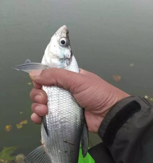 海竿钓鱼技巧江边有哪些？如何在江边提高海竿钓鱼的成功率？  第2张