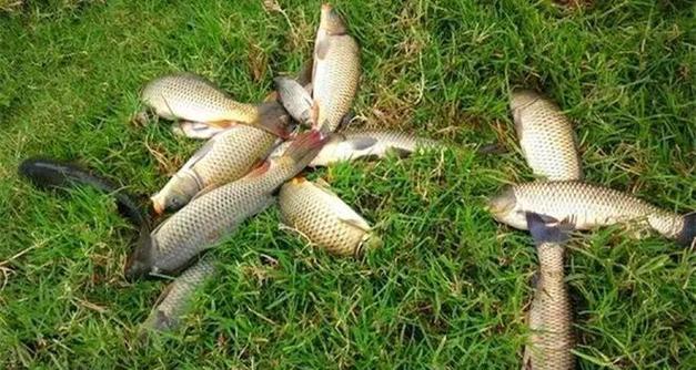 海竿钓鱼技巧全过程是怎样的？如何提高钓鱼效率？  第2张