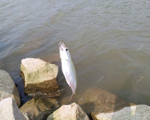 海竿钓鱼新手如何调鱼漂？掌握哪些技巧能提高钓鱼效率？  第2张
