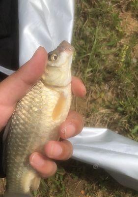 海竿钓鱼上鱼提竿技巧是什么？如何提高上鱼率？  第3张